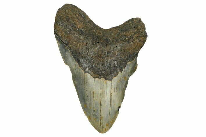 Bargain, Fossil Megalodon Tooth - North Carolina #172583